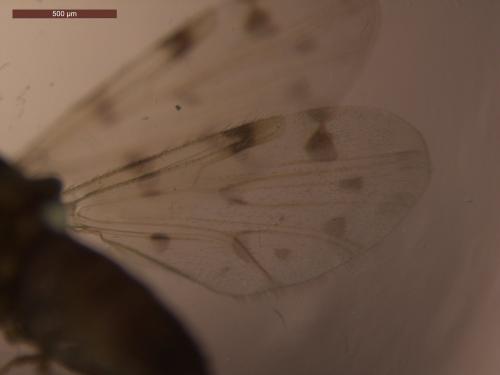 Réf. 215 529 : Culicoides sp.